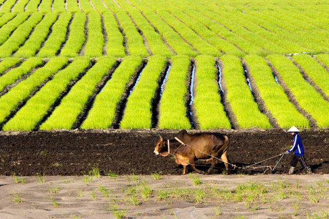 Ahol minden kezdődik – rizsföldek Vietnámban