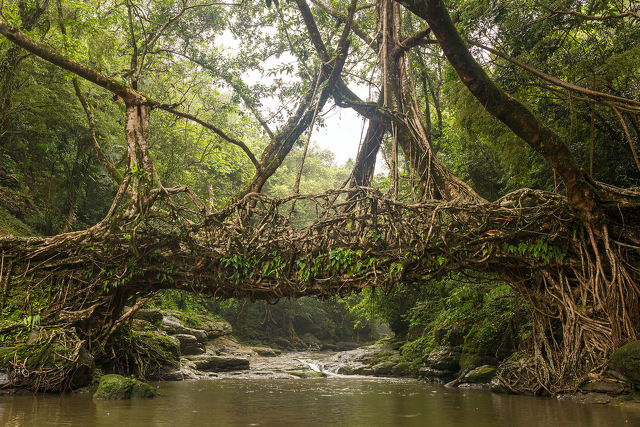 Élő gyökérhid, Cherrapunji