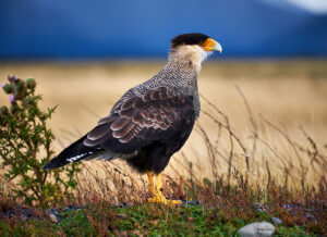 Carancho sólyom a Torres del Painében