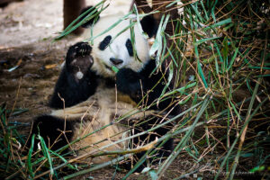 Pandamentő központ, Chengdu