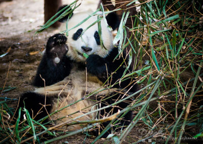 Pandamentő központ, Chengdu